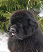 Превью фото № 243485