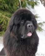 Превью фото № 243486