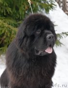 Превью фото № 243487