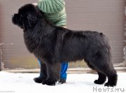 Превью фото № 243488