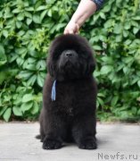 Превью фото № 243511