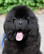 Превью фото № 243514