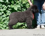 Превью фото № 243516