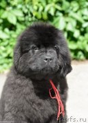 Превью фото № 243520