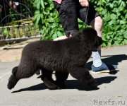 Превью фото № 243522