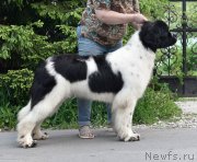 Превью фото № 243526