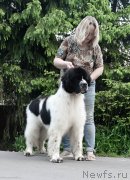 Превью фото № 243527