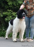 Превью фото № 243528