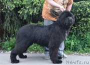 Превью фото № 243555