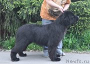 Превью фото № 243557