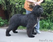 Превью фото № 243558