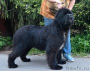 Превью фото № 243559