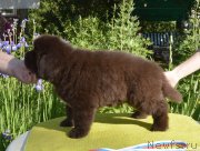 Превью фото № 243564