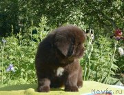 Превью фото № 243565