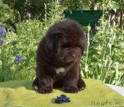 Превью фото № 243578