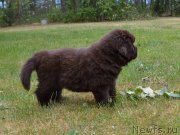 Превью фото № 243581