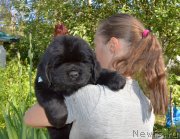 Превью фото № 243588