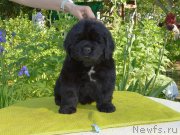 Превью фото № 243589