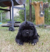 Превью фото № 243590