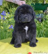 Превью фото № 243593