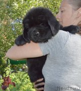 Превью фото № 243595