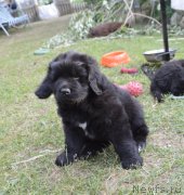 Превью фото № 243596