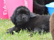 Превью фото № 243604