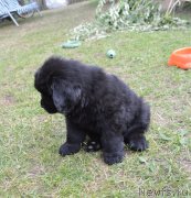 Превью фото № 243605