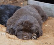 Превью фото № 243610