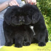 Превью фото № 243625