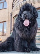 Превью фото № 243650