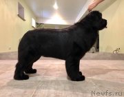 Превью фото № 243662