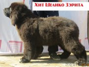 Превью фото № 243681