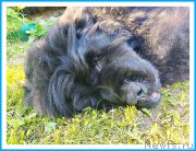 Превью фото № 243709