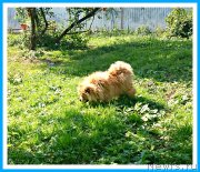 Превью фото № 243710