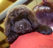 Превью фото № 243760