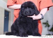 Превью фото № 243761