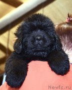 Превью фото № 243768