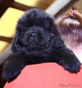 Превью фото № 243772