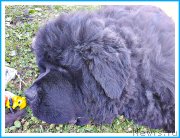 Превью фото № 243802