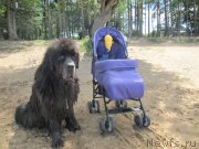 Превью фото № 243849