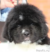 Превью фото № 243869