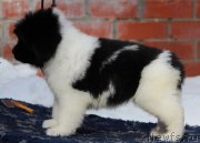 Превью фото № 243876