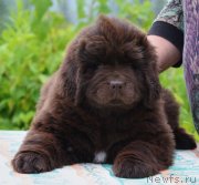 Превью фото № 243899