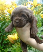 Превью фото № 243907