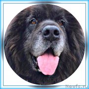 Превью фото № 243935