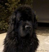 Превью фото № 243944