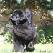 Превью фото № 243946