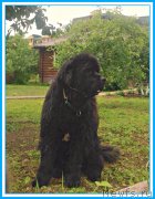 Превью фото № 243955