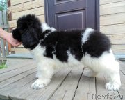 Превью фото № 243959